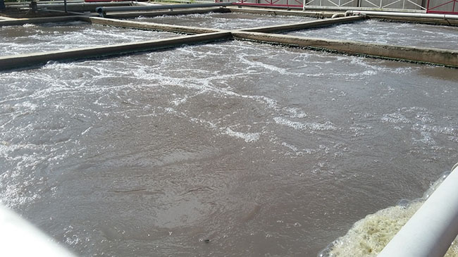 Wolinella Succinogenes tham gia vào quá trình khử Nitrat, loại bỏ Nitơ trong nước thải. Wolinella Succinogenes tham gia vào quá trình khử Nitrat, loại bỏ Nitơ trong nước thải.