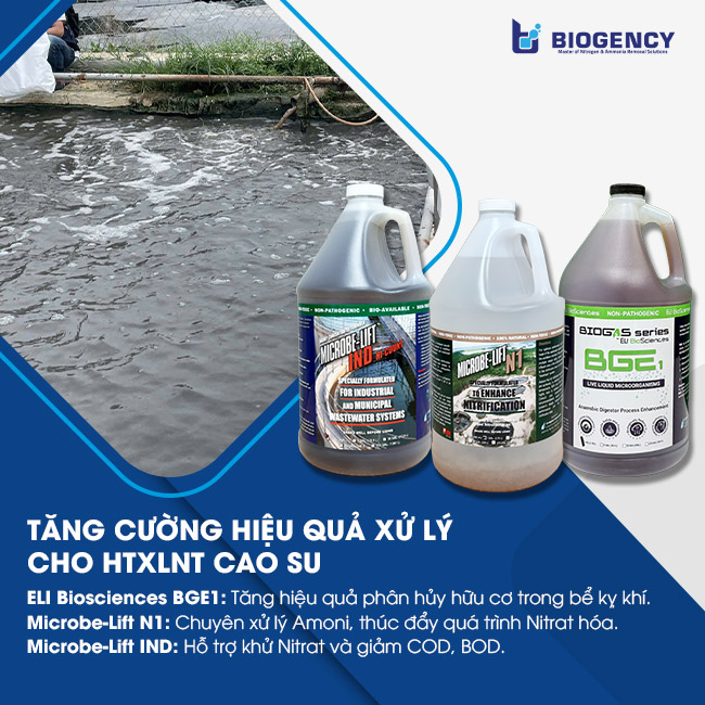 Bổ sung vi sinh chuyên biệt để tăng hiệu quả xử lý Amoni, Tổng Nitơ HTXLNT cao su. Bổ sung vi sinh chuyên biệt để tăng hiệu quả xử lý Amoni, Tổng Nitơ HTXLNT cao su.