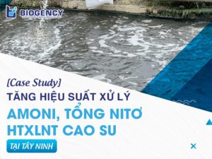 [CASE STUDY] Tăng hiệu suất xử lý Amoni, Tổng Nitơ HTXLNT cao su tại Tây Ninh