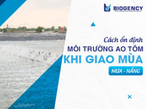 Cách ổn định môi trường ao tôm khi giao mùa mưa - nắng