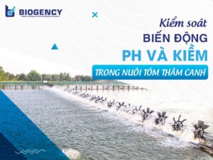 Kiểm soát biến động pH và kiềm trong nuôi tôm thâm canh