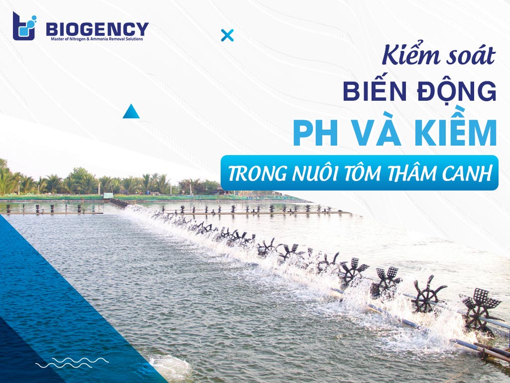 Kiểm soát biến động pH và kiềm trong nuôi tôm thâm canh