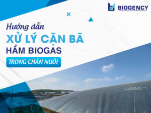 Hướng dẫn xử lý cặn bã hầm Biogas trong chăn nuôi