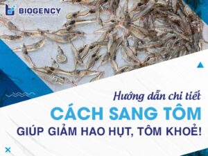 Hướng dẫn chi tiết cách sang tôm giúp giảm hao hụt, tôm khoẻ!