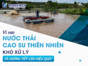 Vì sao nước thải cao su thiên nhiên khó xử lý và hướng tiếp cận hiệu quả?