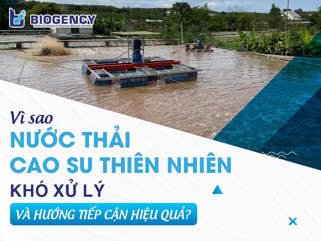 Vì sao nước thải cao su thiên nhiên khó xử lý và hướng tiếp cận hiệu quả?