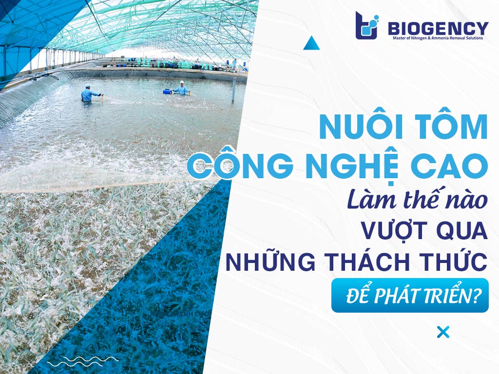 Nuôi tôm công nghệ cao - Làm thế nào vượt qua những thách thức để phát triển?