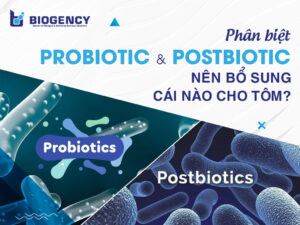 Phân biệt Postbiotic và Probiotic. Nên bổ sung cái nào cho tôm?