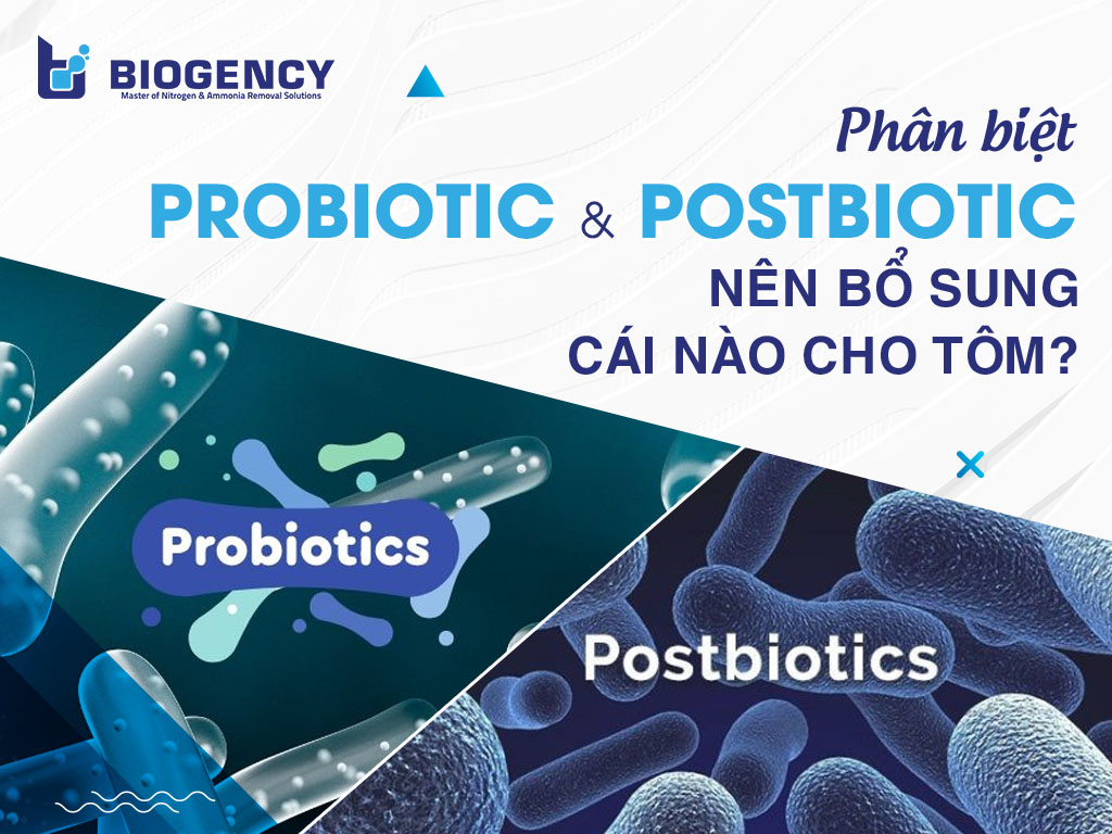 Phân biệt Postbiotic và Probiotic. Nên bổ sung cái nào cho tôm?