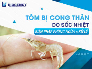 Tôm bị cong thân do sốc nhiệt: Biện pháp phòng ngừa và xử lý