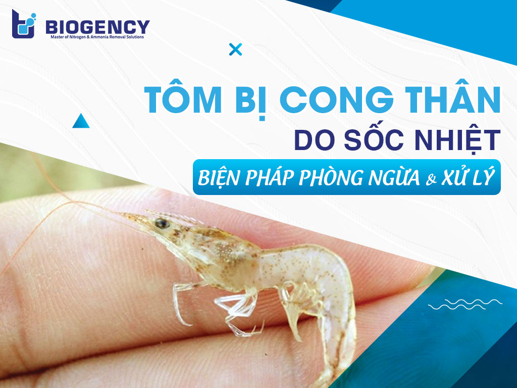 Tôm bị cong thân do sốc nhiệt: Biện pháp phòng ngừa và xử lý