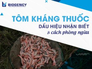 Tôm kháng thuốc: Dấu hiệu nhận biết và cách phòng ngừa