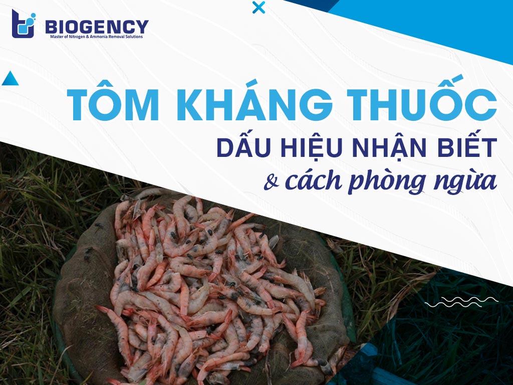 Tôm kháng thuốc: Dấu hiệu nhận biết và cách phòng ngừa
