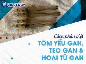 Cách phân biệt tôm yếu gan, teo gan và hoại tử gan