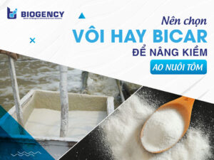 Nên chọn Vôi hay Bicar để nâng kiềm ao nuôi tôm?