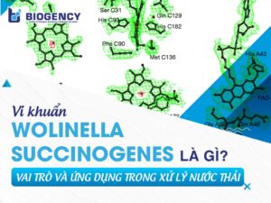Vi khuẩn Wolinella Succinogenes là gì? Vai trò và ứng dụng trong xử lý nước thải