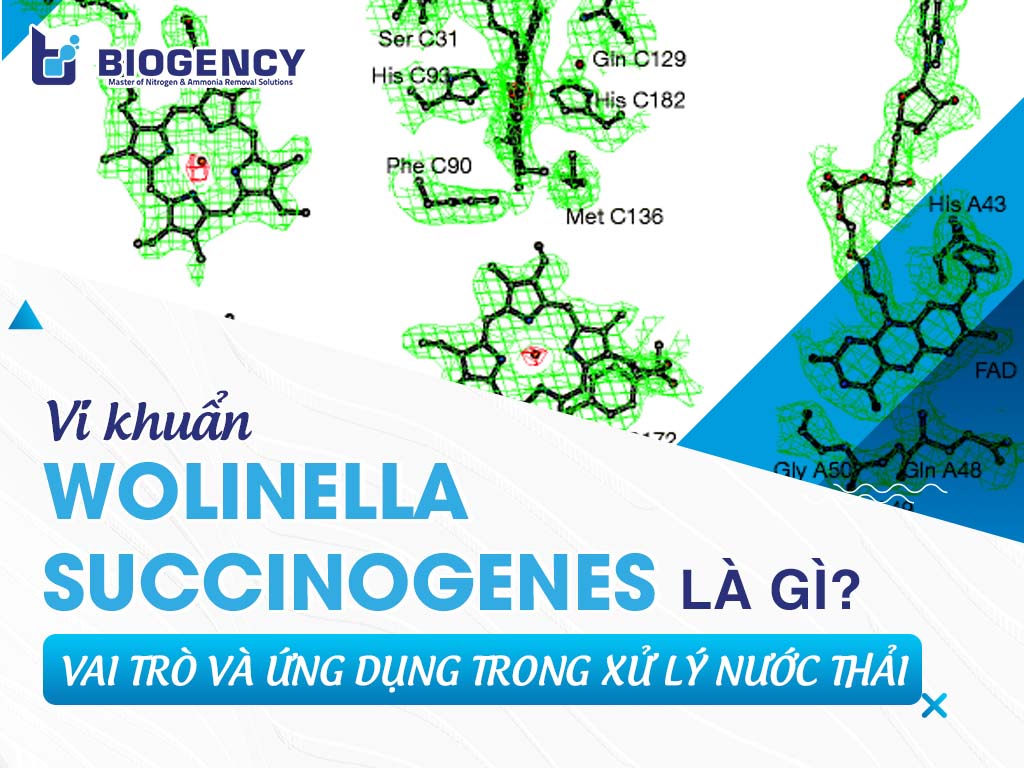 Vi khuẩn Wolinella Succinogenes là gì? Vai trò và ứng dụng trong xử lý nước thải