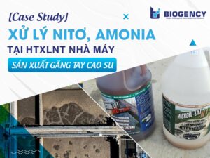 [CASE STUDY] Xử lý Nitơ, Amonia tại HTXLNT nhà máy sản xuất găng tay cao su
