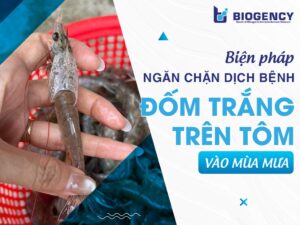 Biện pháp ngăn chặn dịch bệnh đốm trắng trên tôm vào mùa mưa