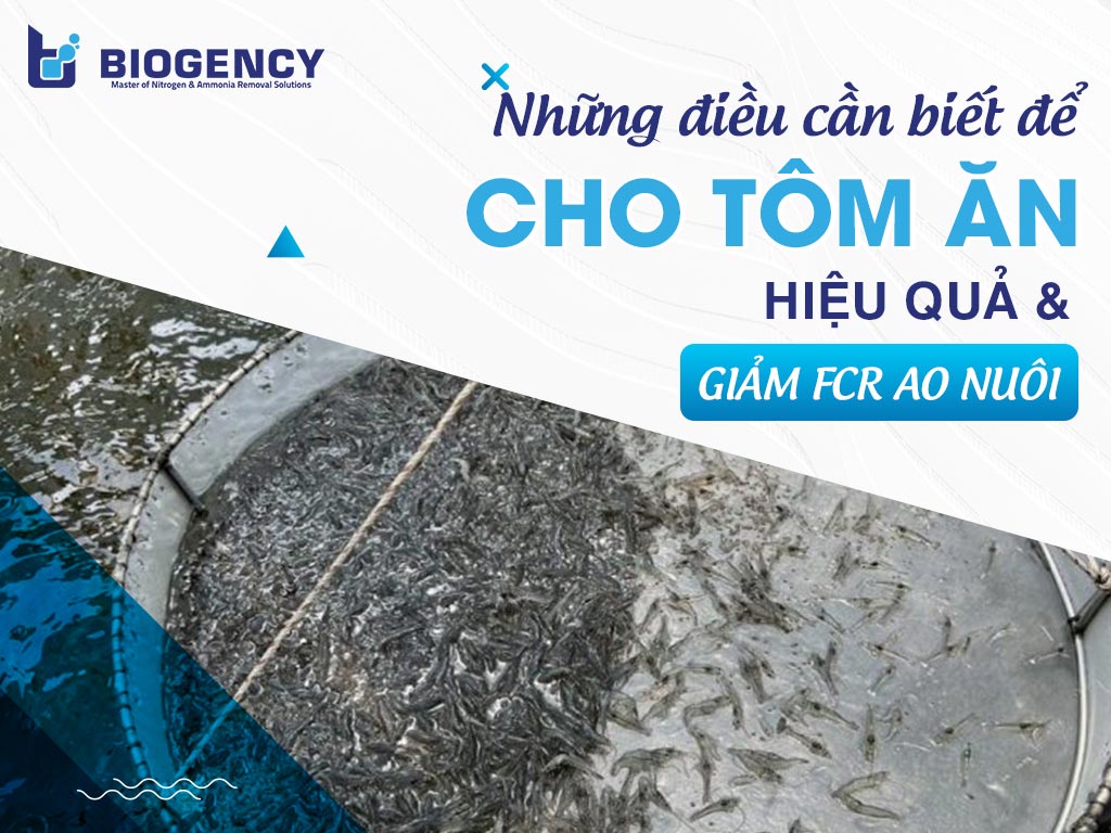 Những điều cần biết để cho tôm ăn hiệu quả và giảm FCR ao nuôi