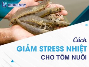 Cách giảm stress nhiệt cho tôm nuôi