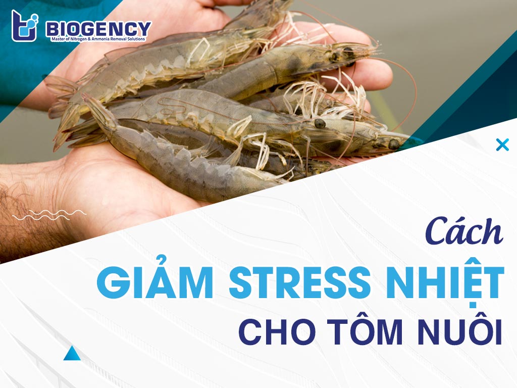 Cách giảm stress nhiệt cho tôm nuôi
