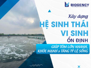 Xây dựng hệ sinh thái vi sinh ổn định giúp tôm lớn nhanh, khỏe mạnh và tăng tỷ lệ sống