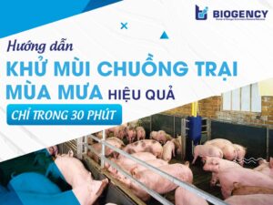 Hướng dẫn khử mùi chuồng trại mùa mưa hiệu quả chỉ trong 30 phút