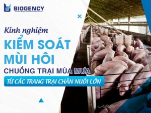 Kinh nghiệm kiểm soát mùi hôi chuồng trại mùa mưa từ các trang trại chăn nuôi lớn