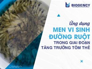 Ứng dụng men vi sinh đường ruột trong giai đoạn tăng trưởng tôm thẻ