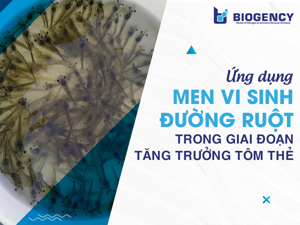 Ứng dụng men vi sinh đường ruột trong giai đoạn tăng trưởng tôm thẻ