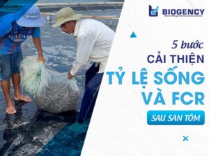 5 bước giúp cải thiện tỷ lệ sống và FCR sau san tôm