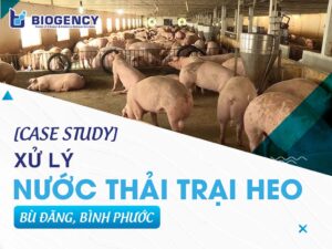 [CASE STUDY] Xử lý nước thải trại heo Bù Đăng, Bình Phước