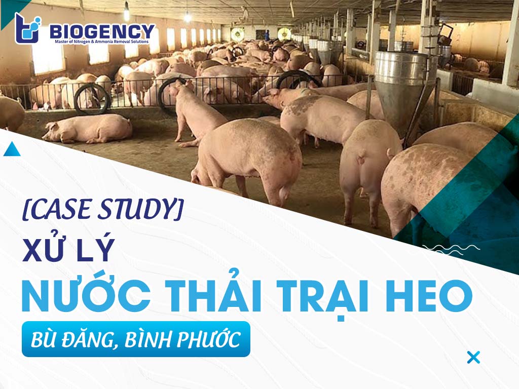 [CASE STUDY] Xử lý nước thải trại heo Bù Đăng, Bình Phước