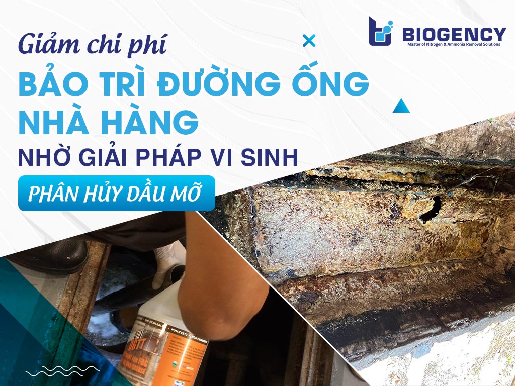 Làm sao để giảm chi phí bảo trì đường ống nhà hàng? Giải pháp xử lý dầu mỡ từ gốc