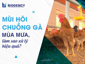 Làm sao giảm mùi hôi chuồng trại gà trong mùa mưa? 5 cách được nhiều trang trại áp dụng