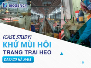 [CASE STUDY] Khử mùi hôi trang trại heo Dabaco Hà Nam