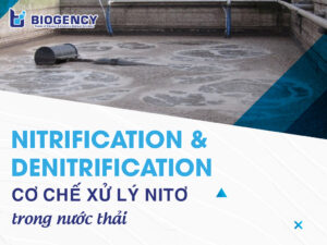 Nitrification và Denitrification trong xử lý nước thải: Cơ chế và điều kiện vận hành
