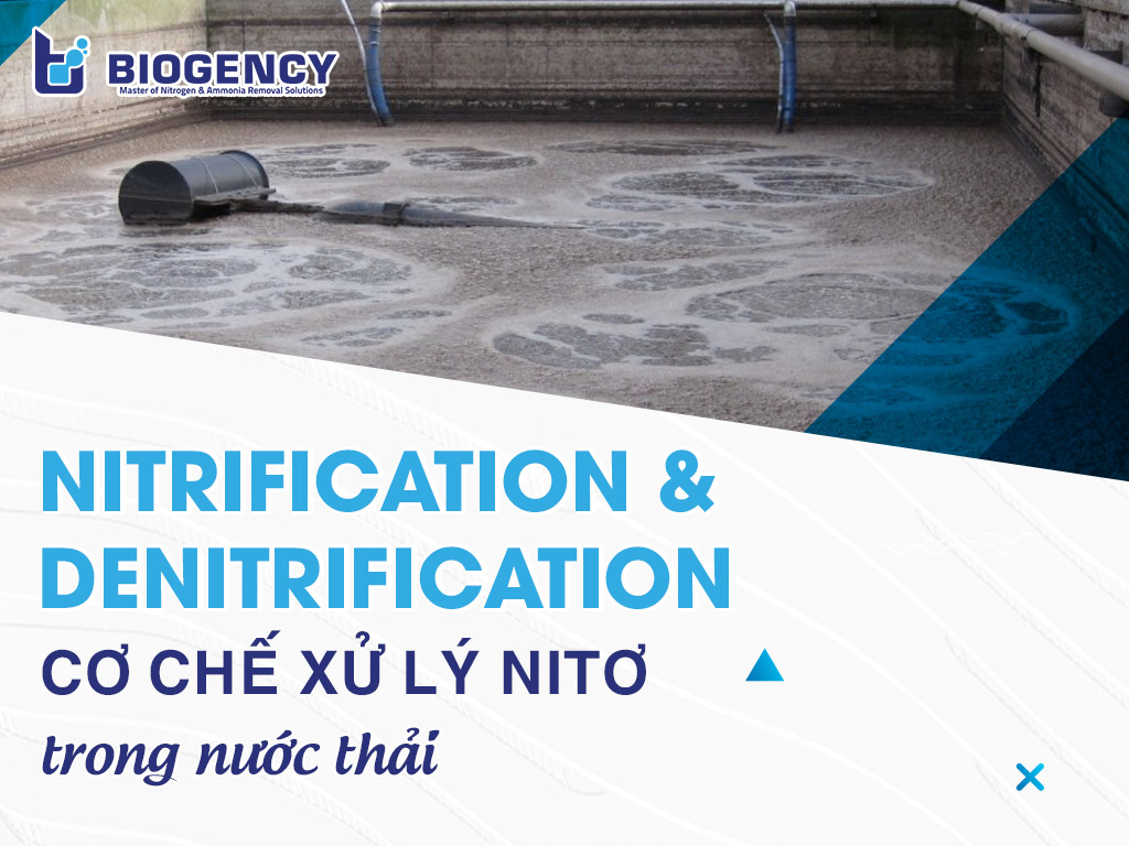 Nitrification và Denitrification trong xử lý nước thải: Cơ chế và điều kiện vận hành