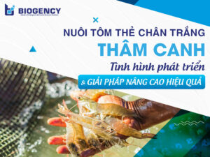 Nuôi tôm thẻ chân trắng thâm canh: Tình hình phát triển và giải pháp nâng cao hiệu quả