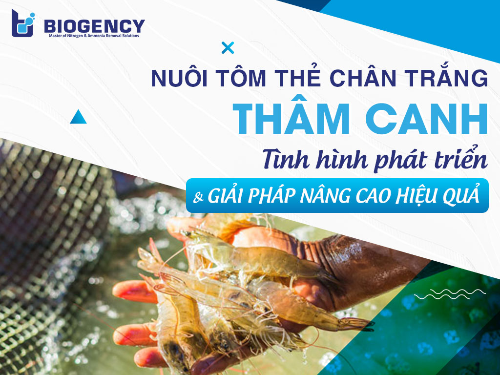 Nuôi tôm thẻ chân trắng thâm canh: Tình hình phát triển và giải pháp nâng cao hiệu quả