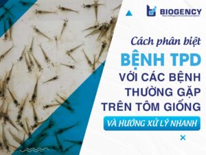Cách phân biệt bệnh TPD với các bệnh thường gặp trên tôm giống và hướng xử lý nhanh