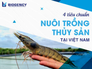 4 tiêu chuẩn nuôi trồng thủy sản tại Việt Nam