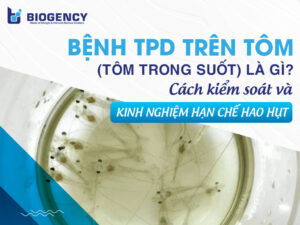 Bệnh TPD trên tôm (tôm trong suốt) là gì? Cách kiểm soát và Kinh nghiệm hạn chế hao hụt vụ nuôi