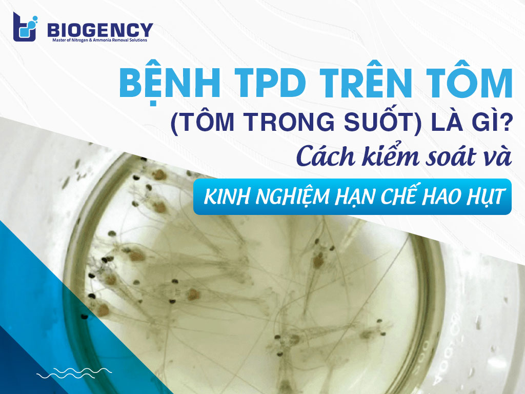 Bệnh TPD trên tôm (tôm trong suốt) là gì? Cách kiểm soát và Kinh nghiệm hạn chế hao hụt vụ nuôi