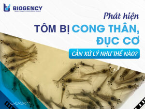 Cách xử lý tôm bị cong thân đục cơ theo từng trường hợp