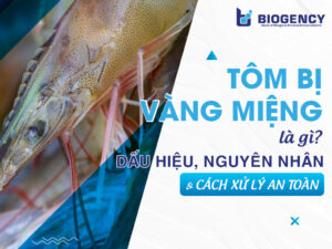 Tôm bị vàng miệng là gì? Dấu hiệu, nguyên nhân và cách xử lý an toàn cho người nuôi