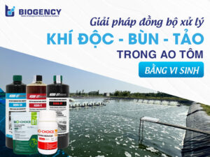 Giải pháp đồng bộ xử lý Khí độc - Bùn - Tảo trong ao tôm bằng vi sinh