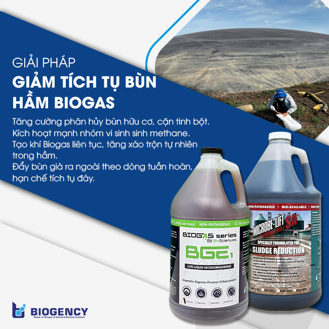 Giải pháp sử dụng vi sinh giảm tích tụ bùn hầm Biogas. Giải pháp sử dụng vi sinh giảm tích tụ bùn hầm Biogas.