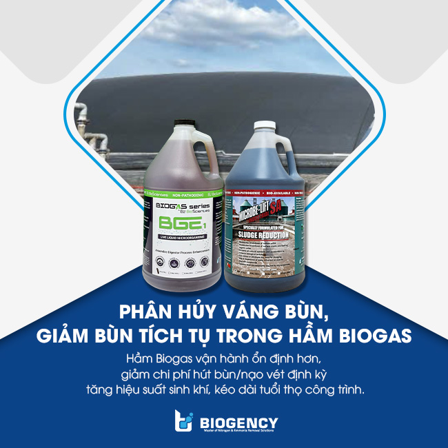 Giải pháp vi sinh tăng sinh khí hầm Biogas và phân hủy váng bùn. Giải pháp vi sinh tăng sinh khí hầm Biogas và phân hủy váng bùn.